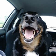 Aldy & LuLu’s Dog Gone Issues