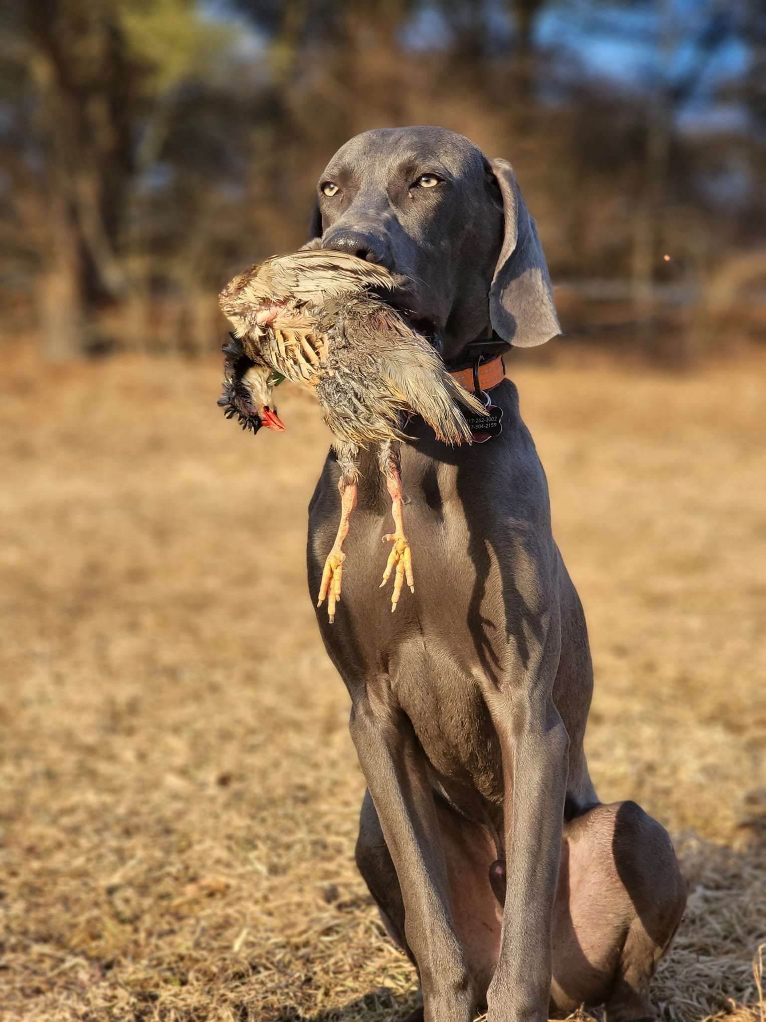 Gray’s Smokin’ Gun Bird Dogs