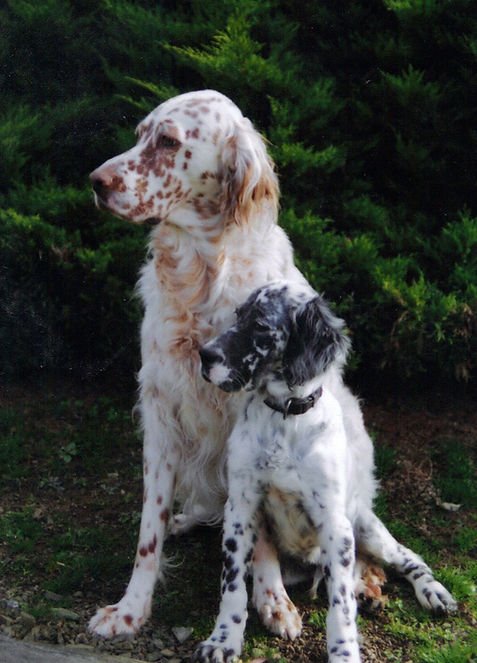 grouse dogs