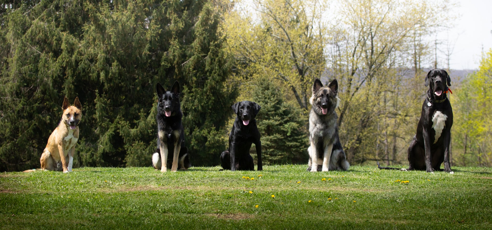 Mountain Adventures K9 Academy