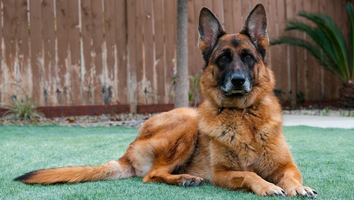 Char-Will Kennels