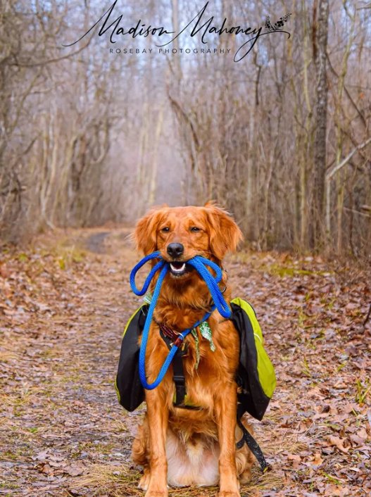 Red Lantern Dog Training, LLC — dog trainer in Flint, MI