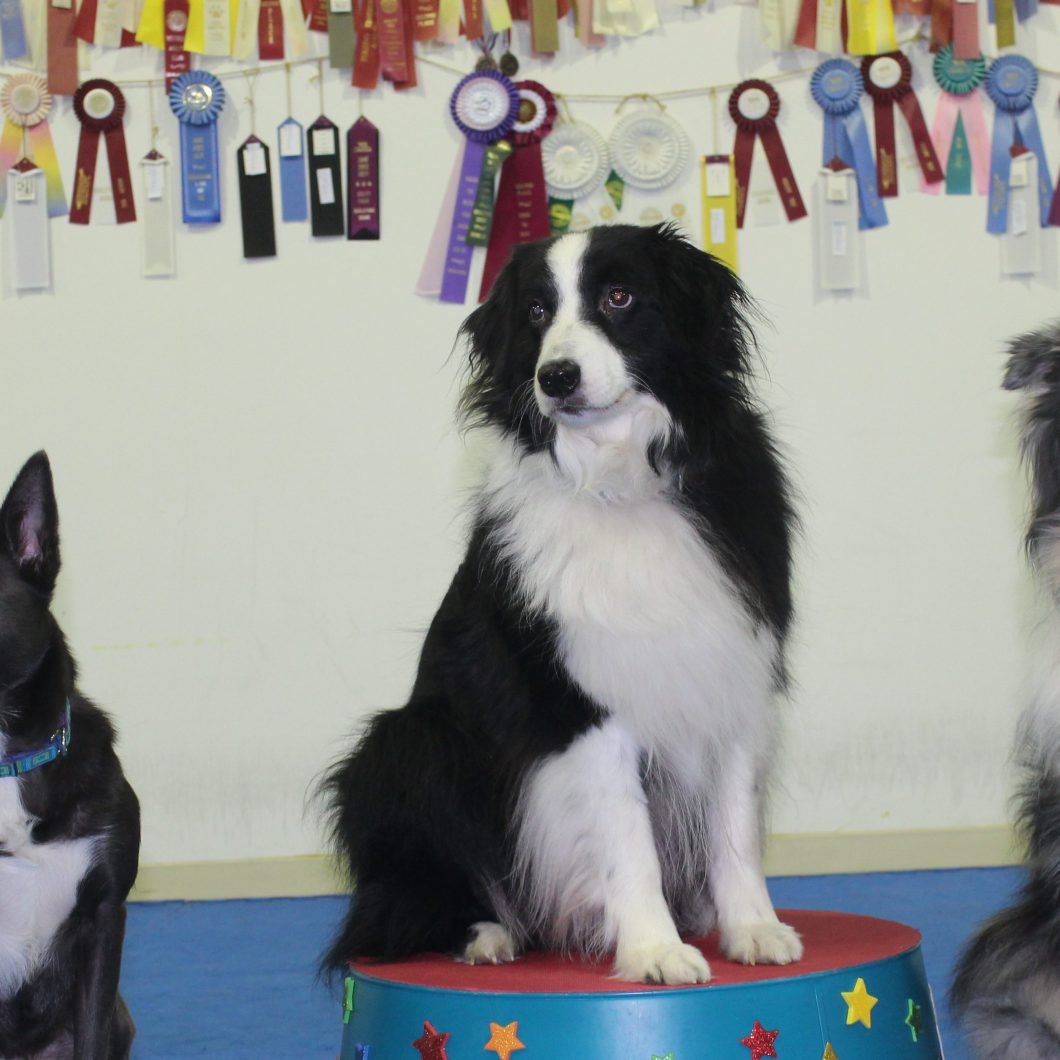 My Hero Dog Training