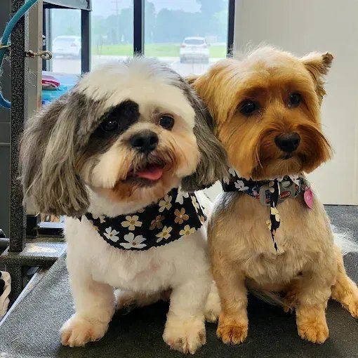 Ugly Dog Boarding, Daycare & Training