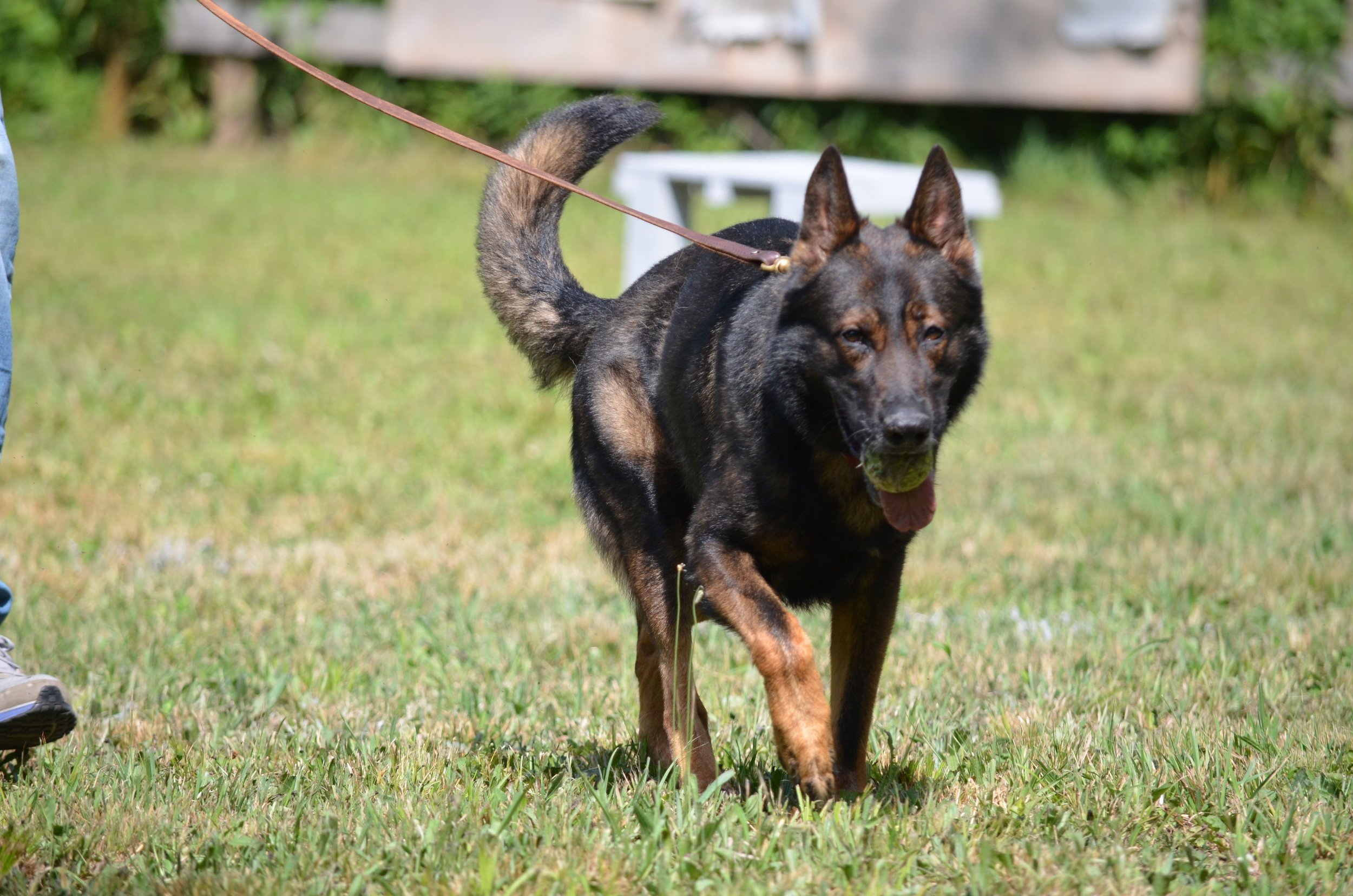 Lakeshore K9 Training