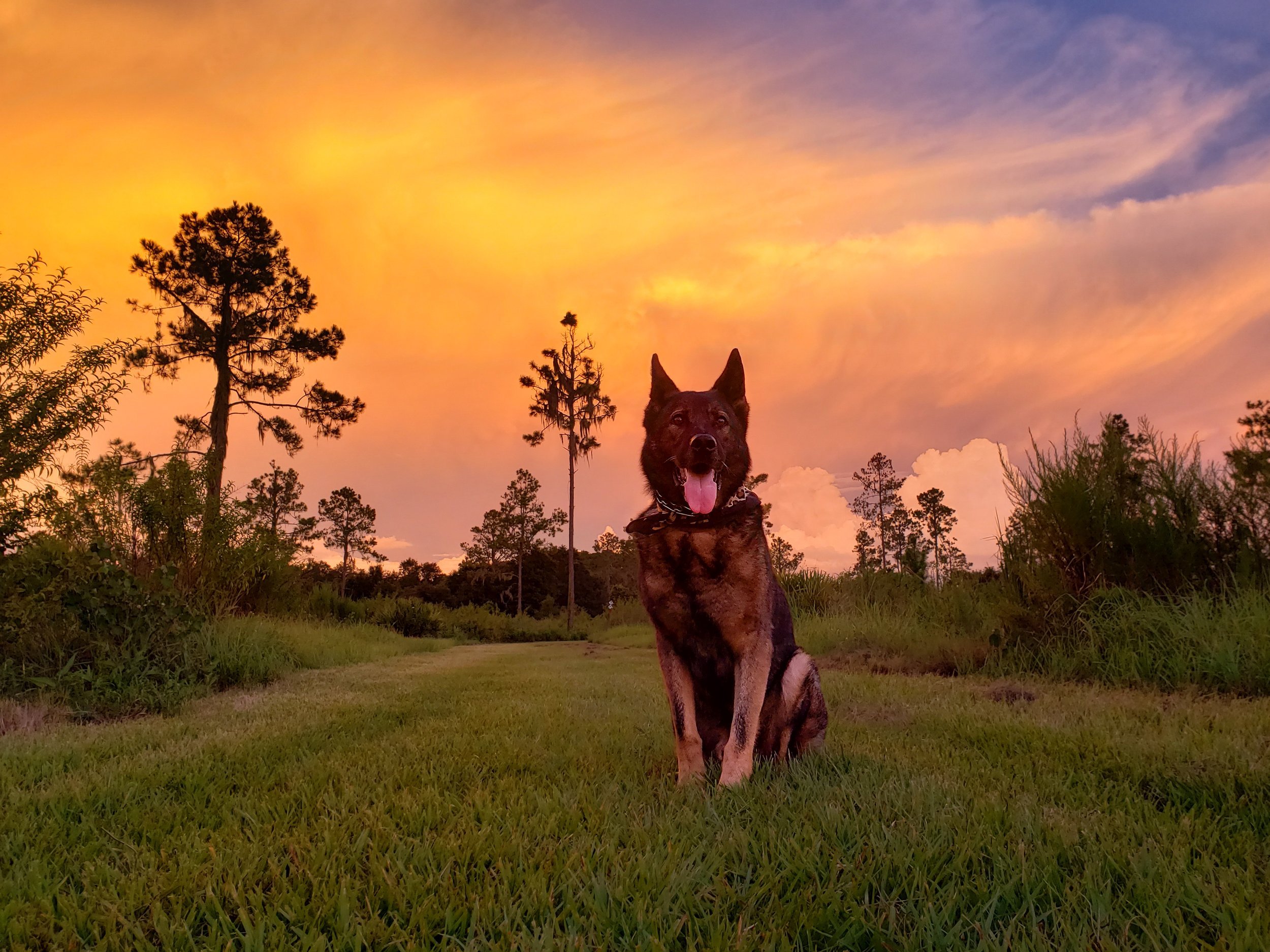 Red Sky Dog Training, LLC