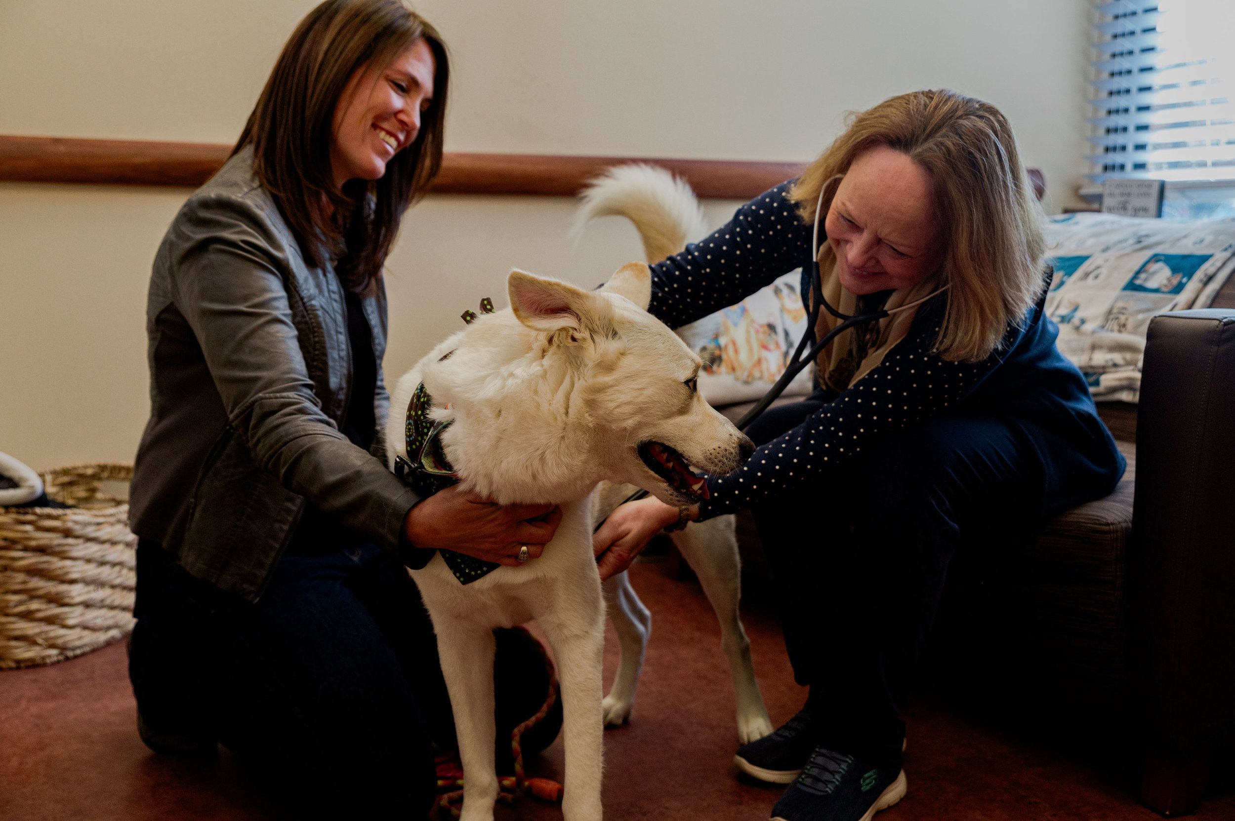 Animal Behavior Consultants of Michigan