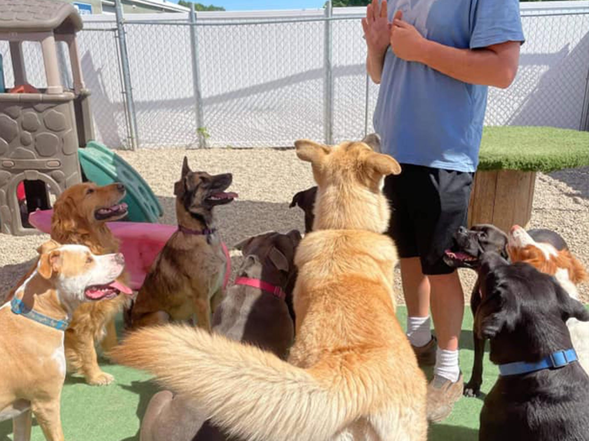 Paradigm Dog School