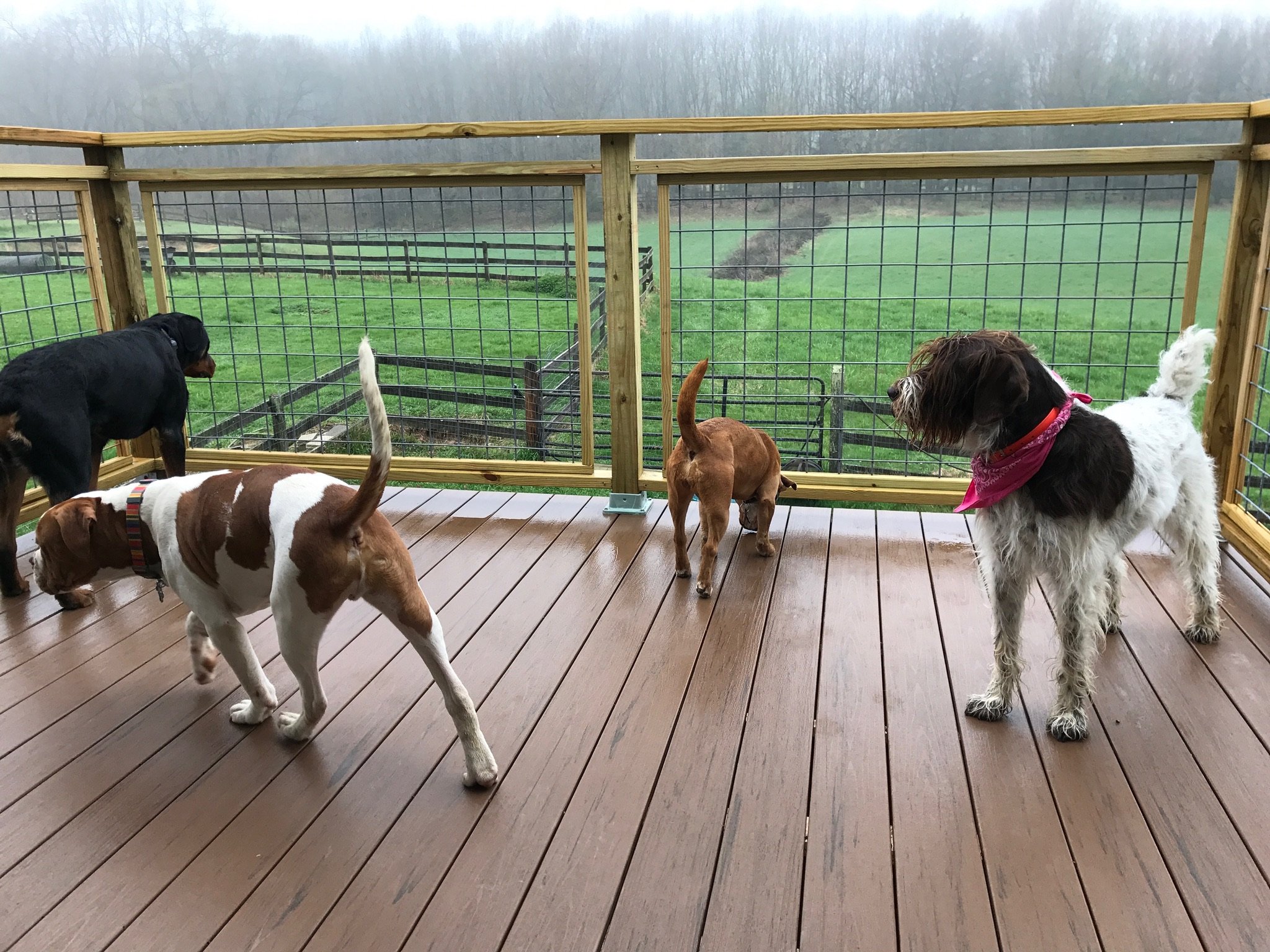 Countrytime K9