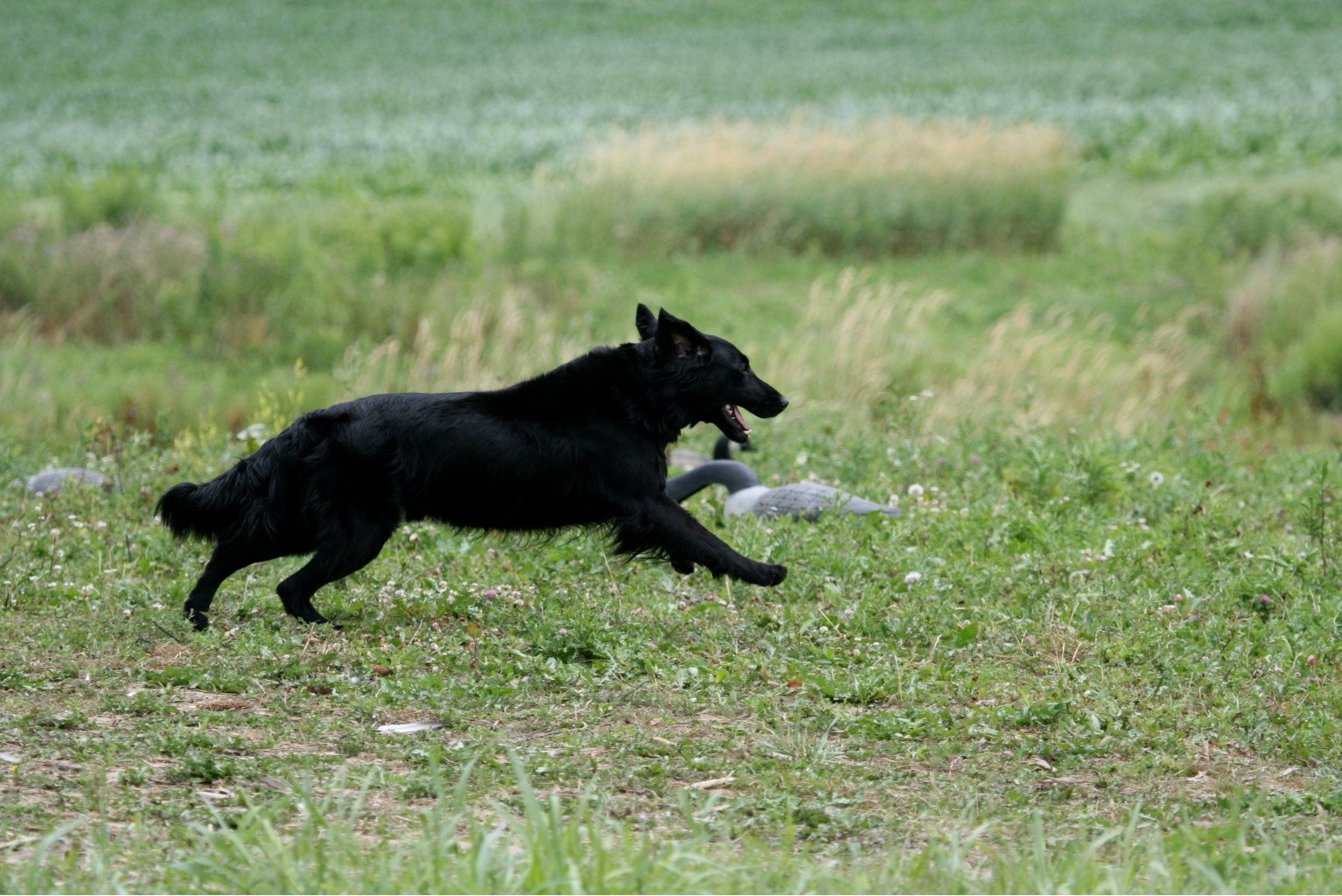 Northfield Dog Training