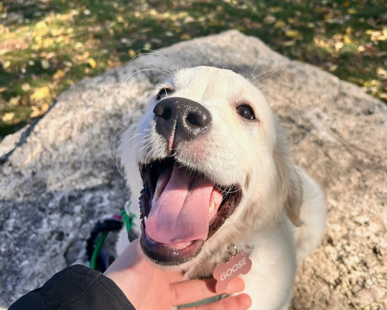 KB Canine Campus