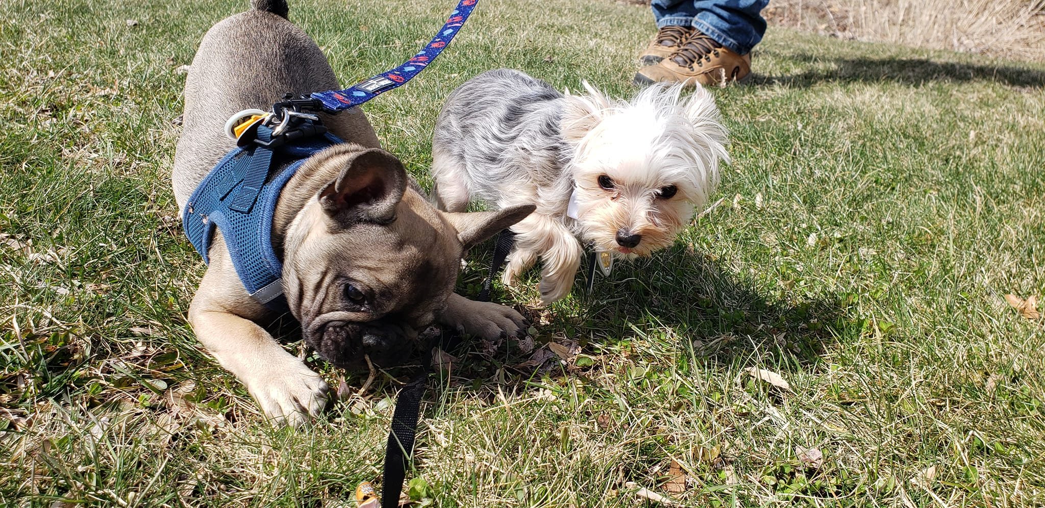 TipTopTails Dog Training — dog trainer in Kalamazoo, MI