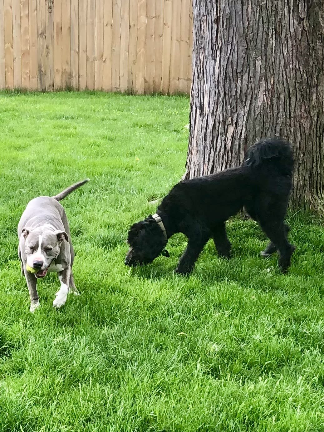 Polite K9 Training
