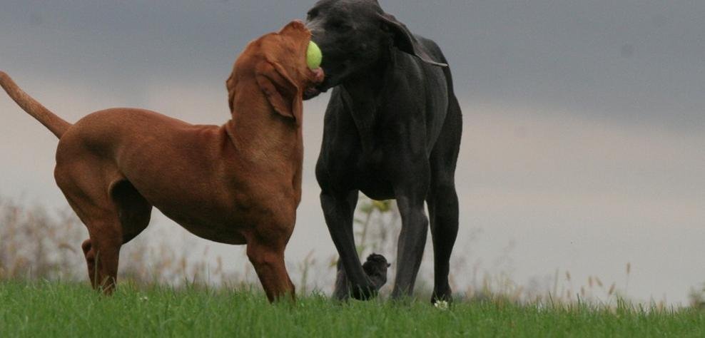 Dog Haven Ranch — dog trainer in Saginaw, MI