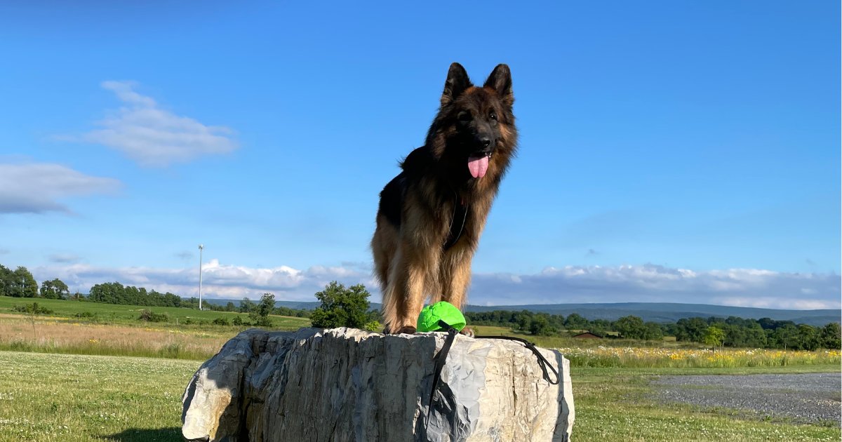 Wholistic Canine Sports