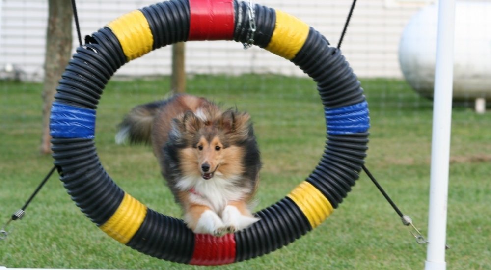 County Line K9 — dog trainer in Kokomo, IN
