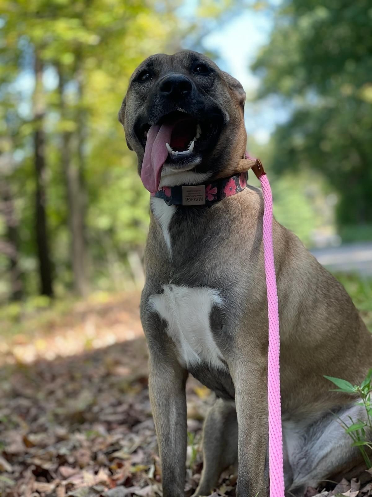 The Training Retreat by Barks and Recreation — dog trainer in Evansville, IN