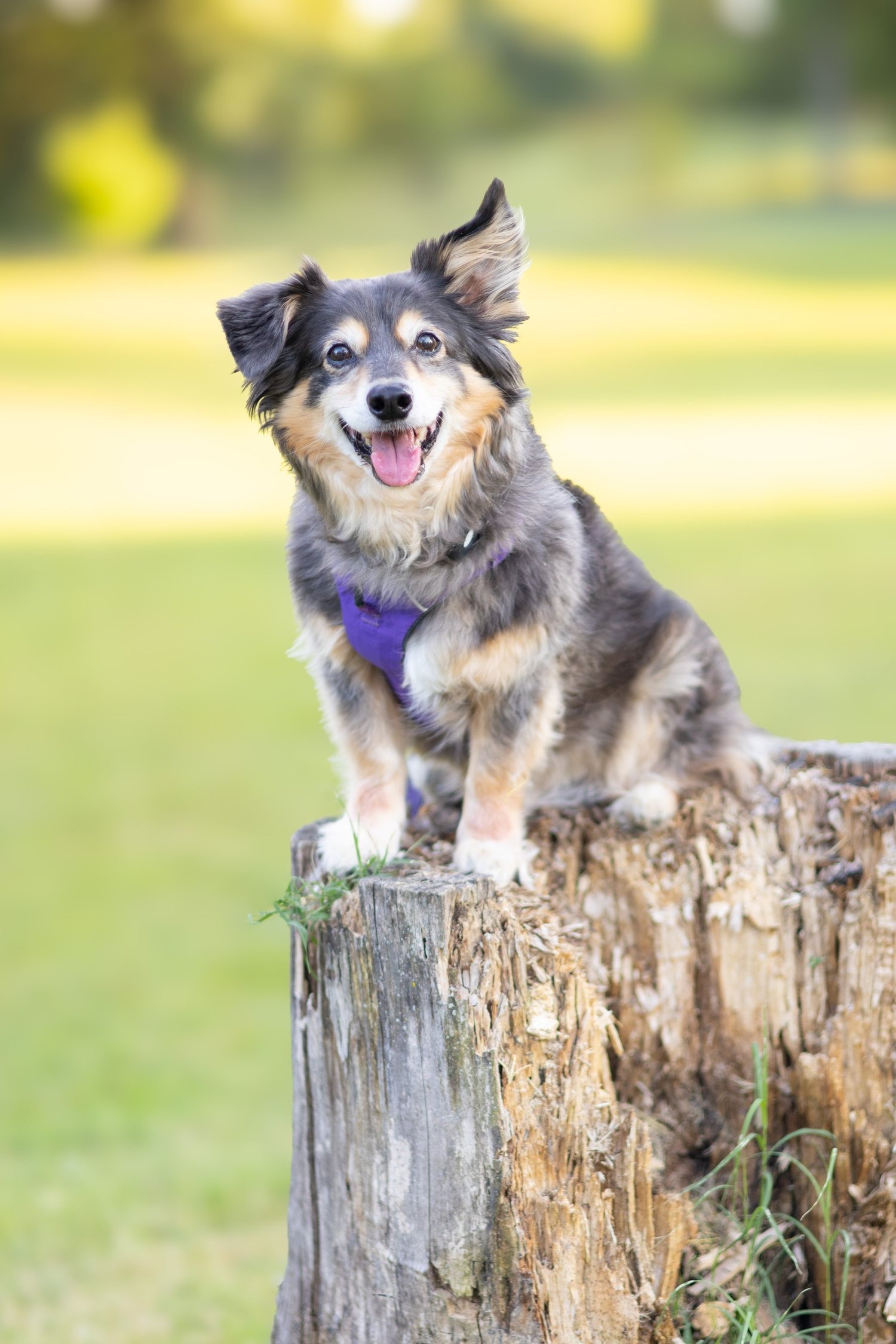 Bright Pet Behavior and Training — dog trainer in Bloomington, IN