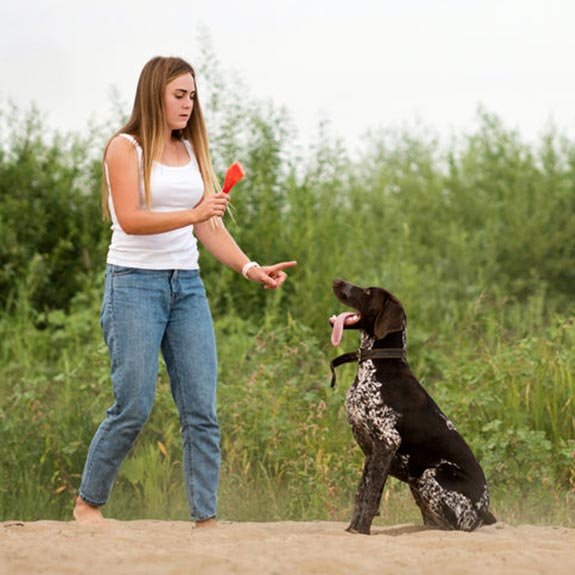 Conifer Canine