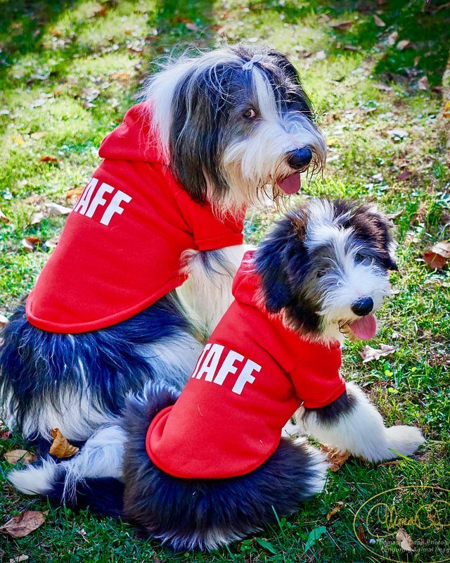 Top Hat & Tails Canine Training