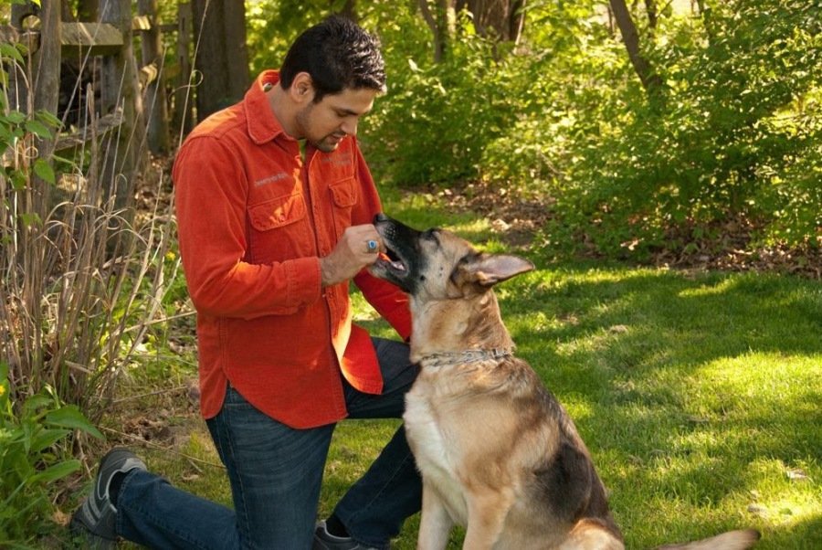 THE ART OF PROFESSIONAL DOG TRAINING,LLC — dog trainer in South Bend, IN