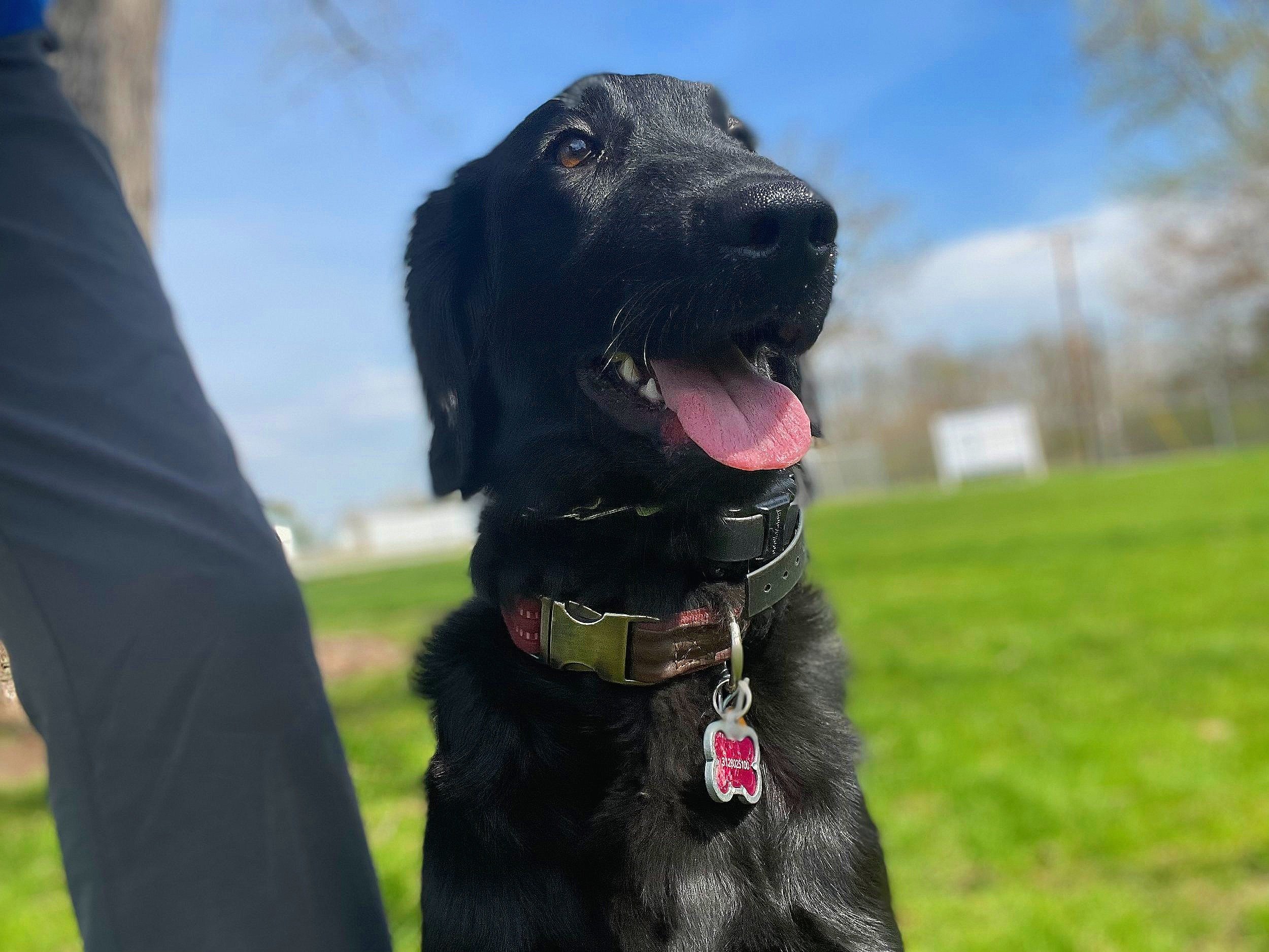 Top Notch Dog Training LLC