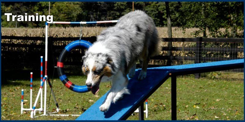 The Truth About Dogs