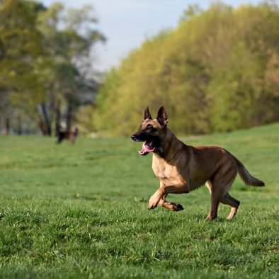 Foundation K9 NWI