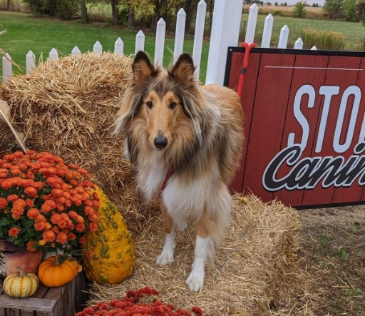Stoney Run Canine Camp and Academy