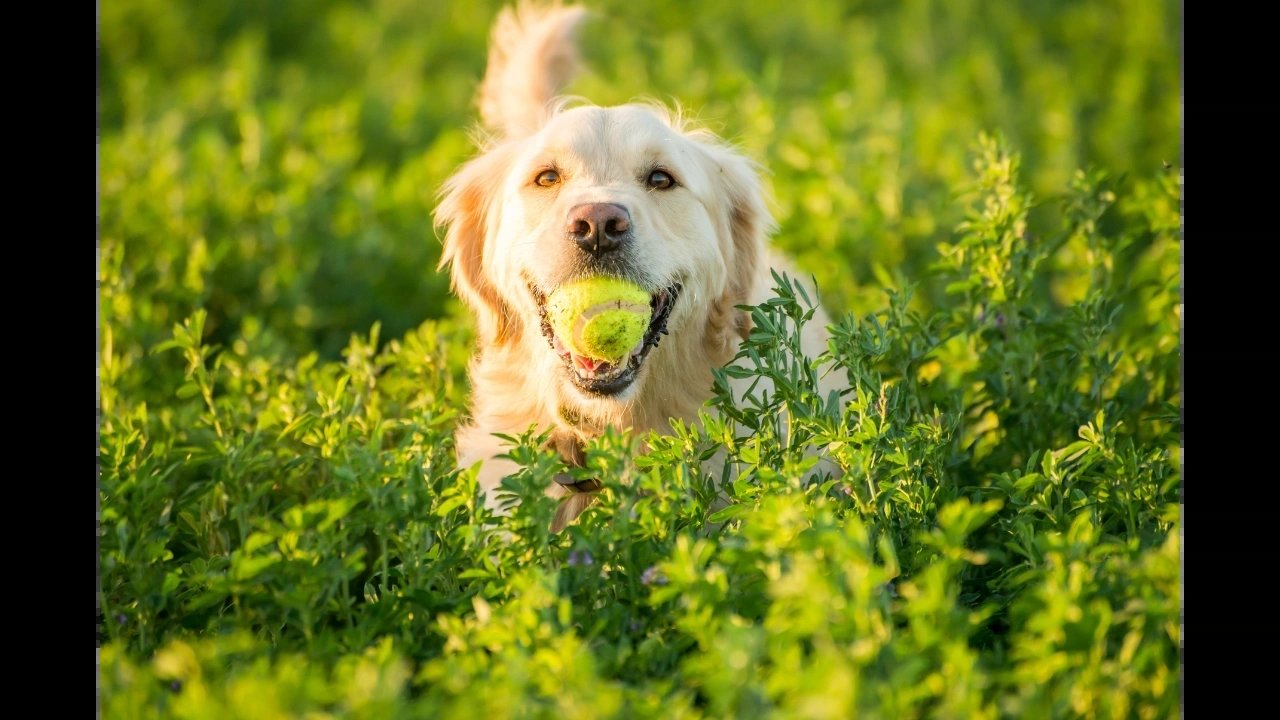 Fetch K9