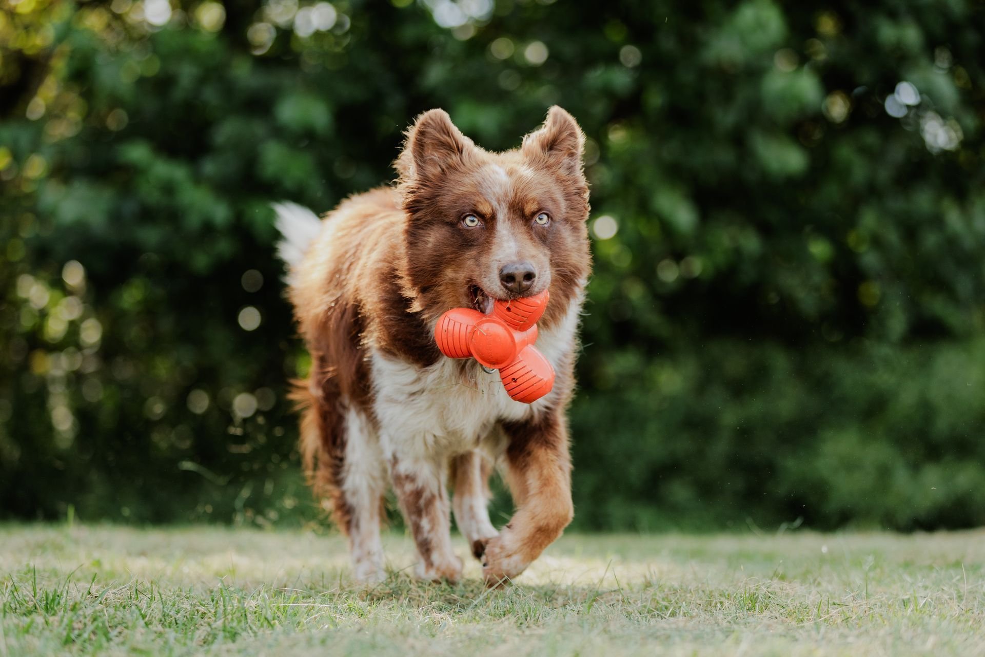 Duffy’s Dog Training Center