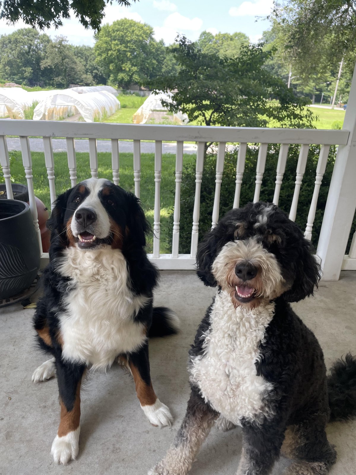 Cultivate K9 Training — dog trainer in Terre Haute, IN