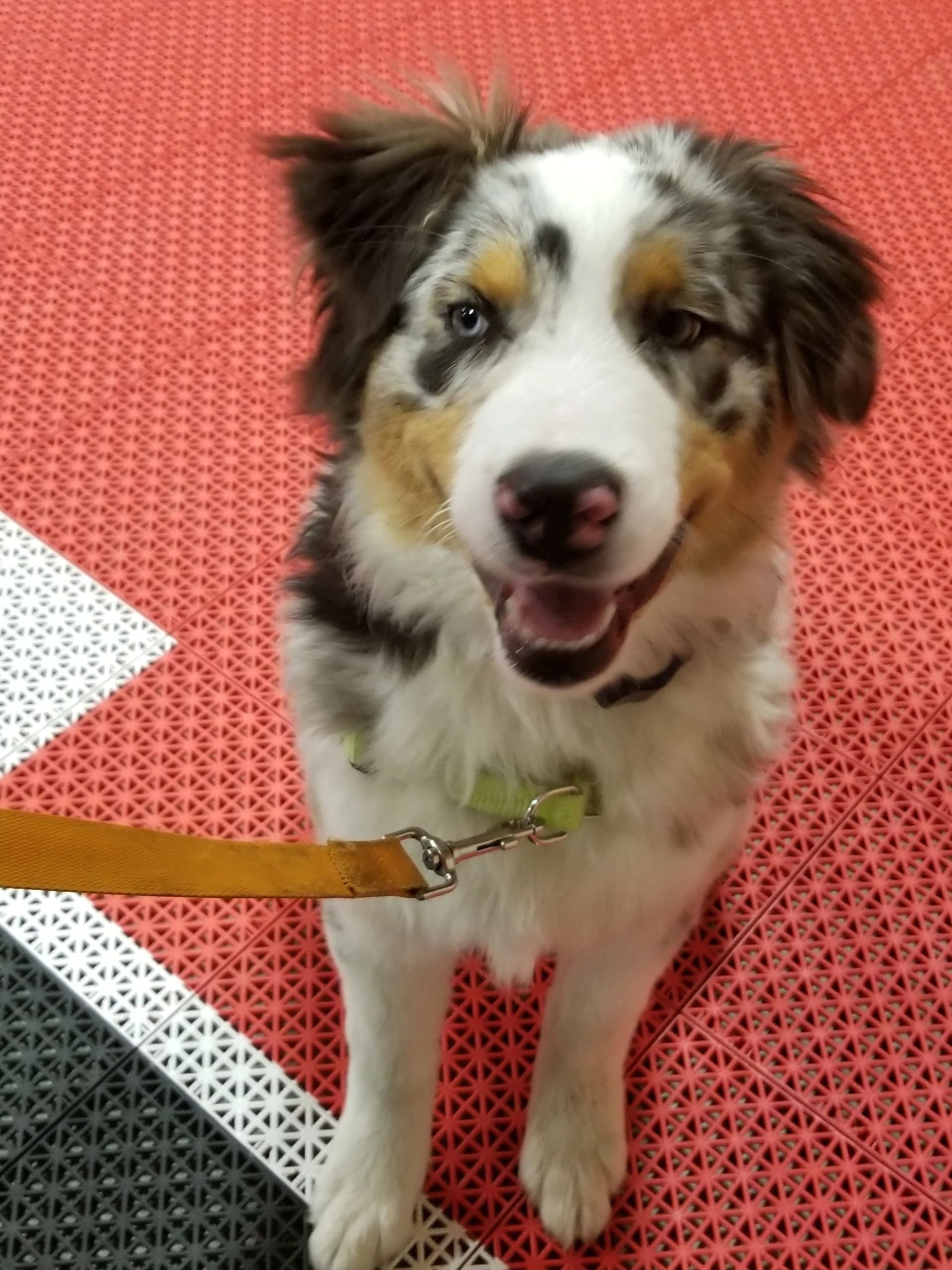 Dog Training With Monica