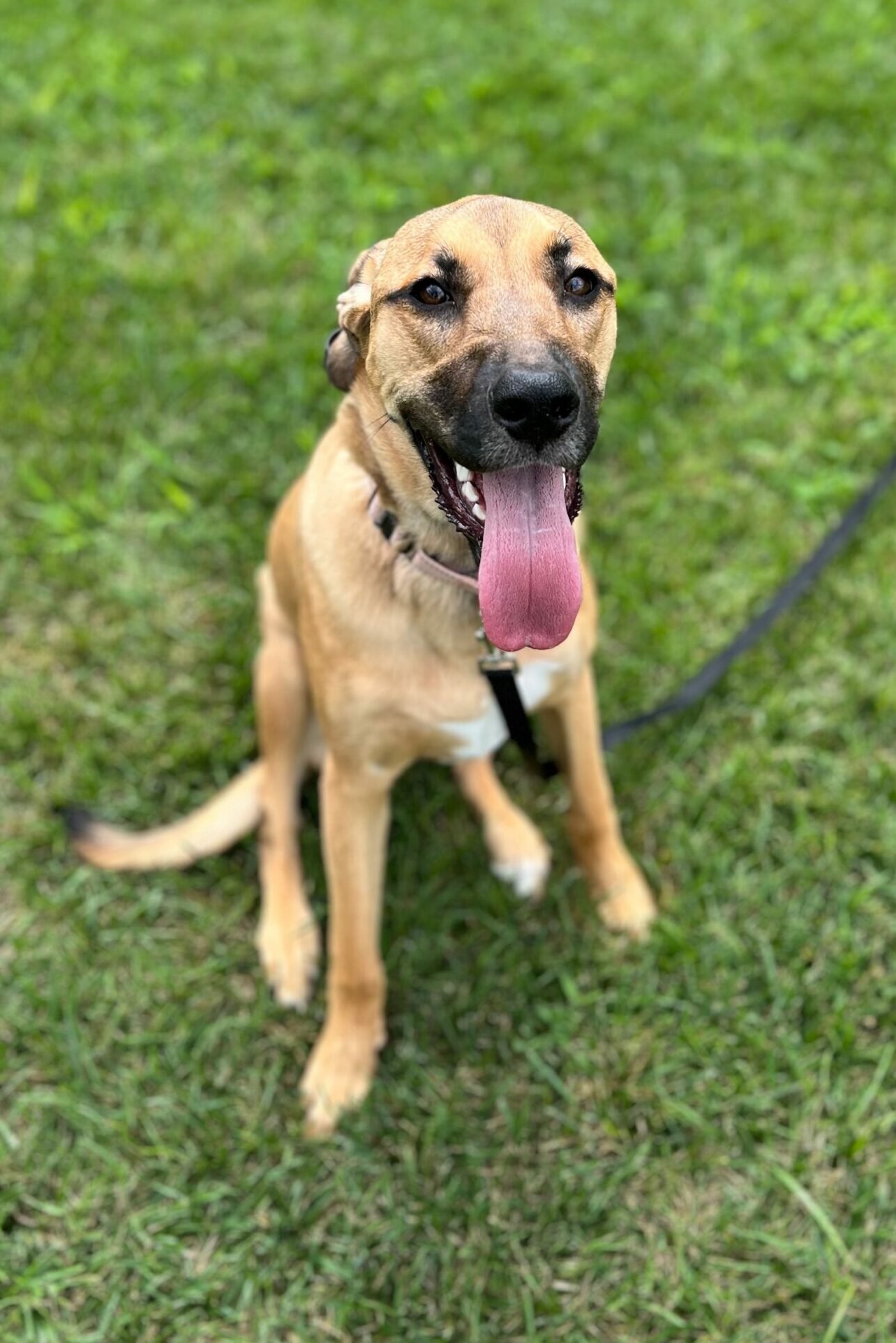 The Perfect K9
