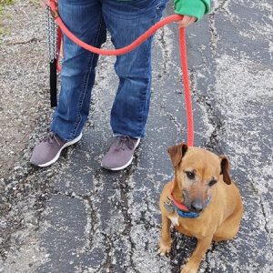 Pawsitively Polite Dog Training