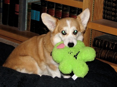 Seven Valley Pet Services