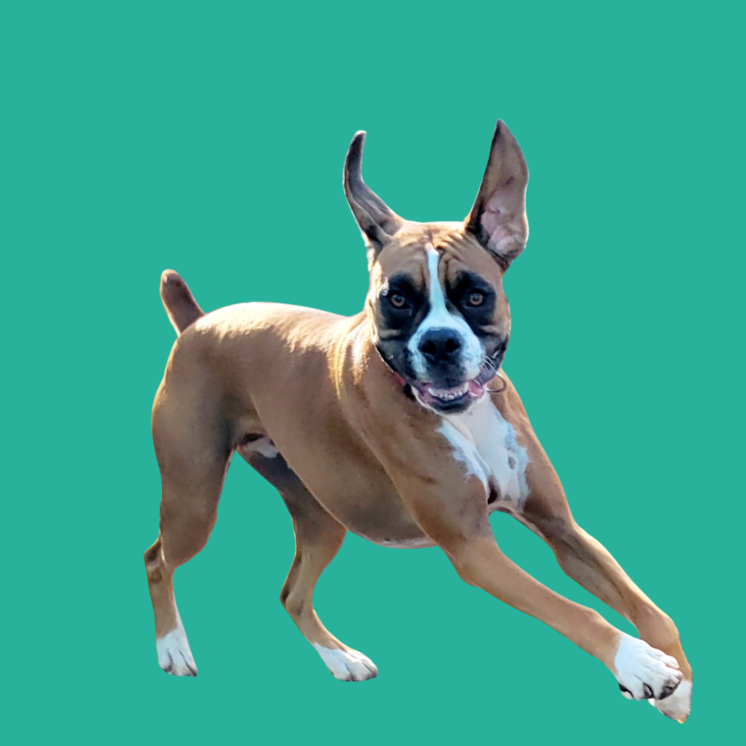 Challenge Accepted Dog Training