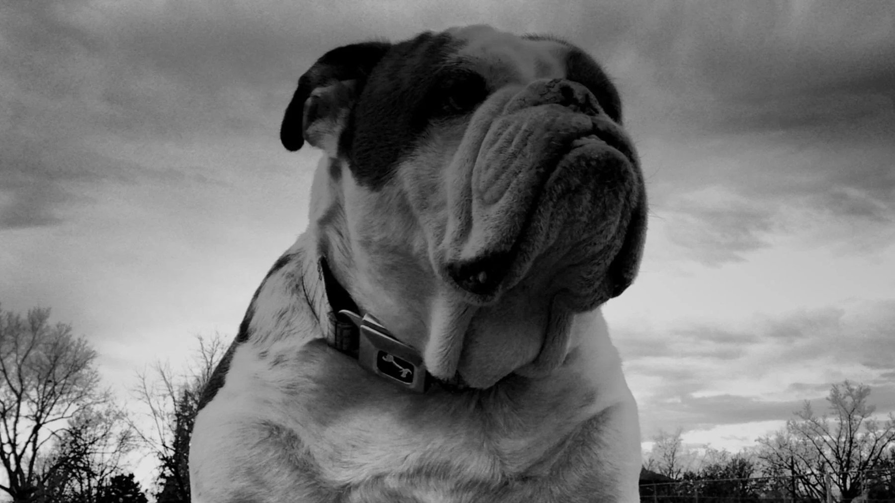 Walking With Walter Dog Training — dog trainer in South Metro Denver, CO
