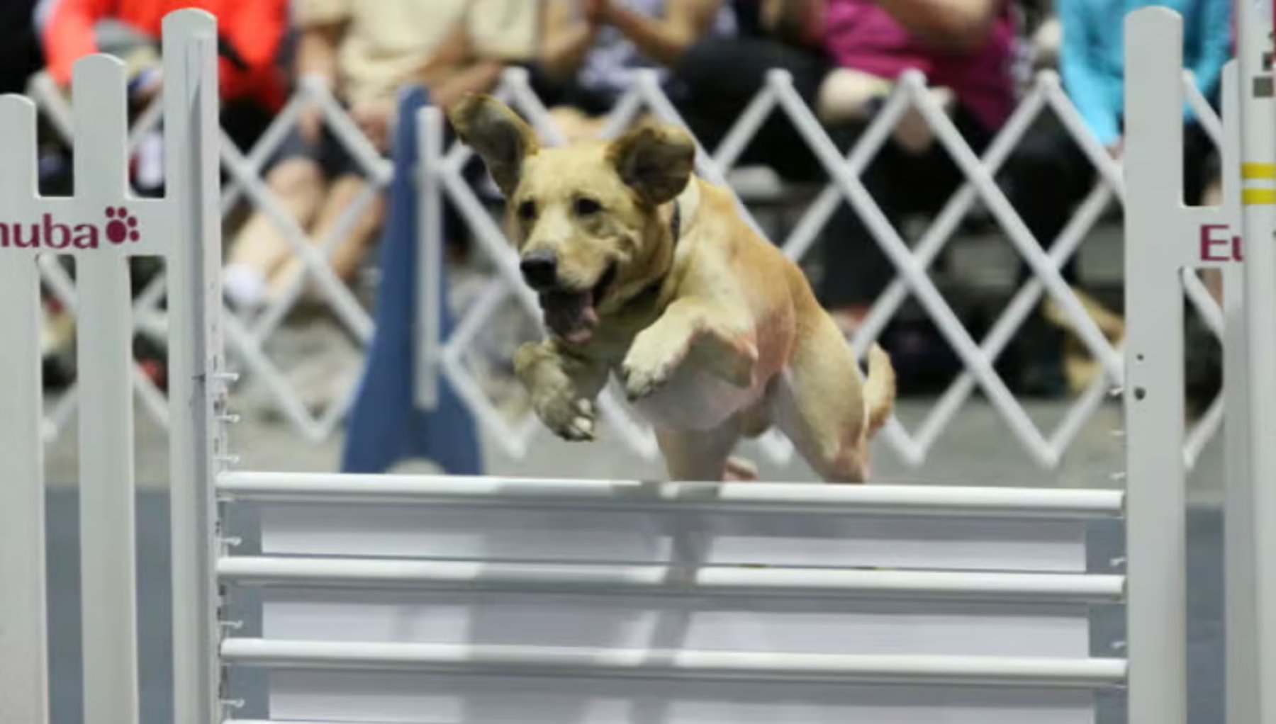 Canine Corner Activity Center, LLC — dog trainer in Martinsburg, WV