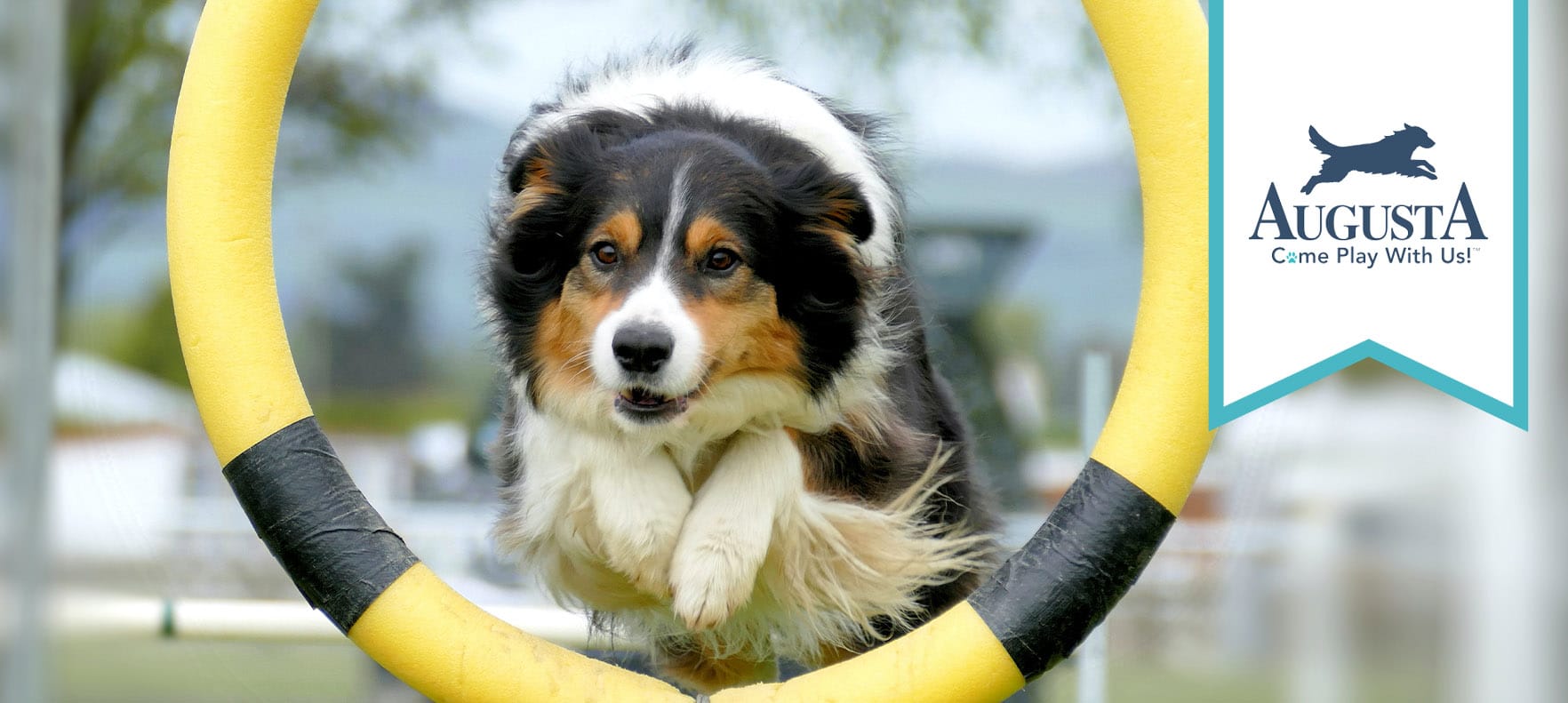 Augusta Dog Training And Doggy Daycare – Long Lake