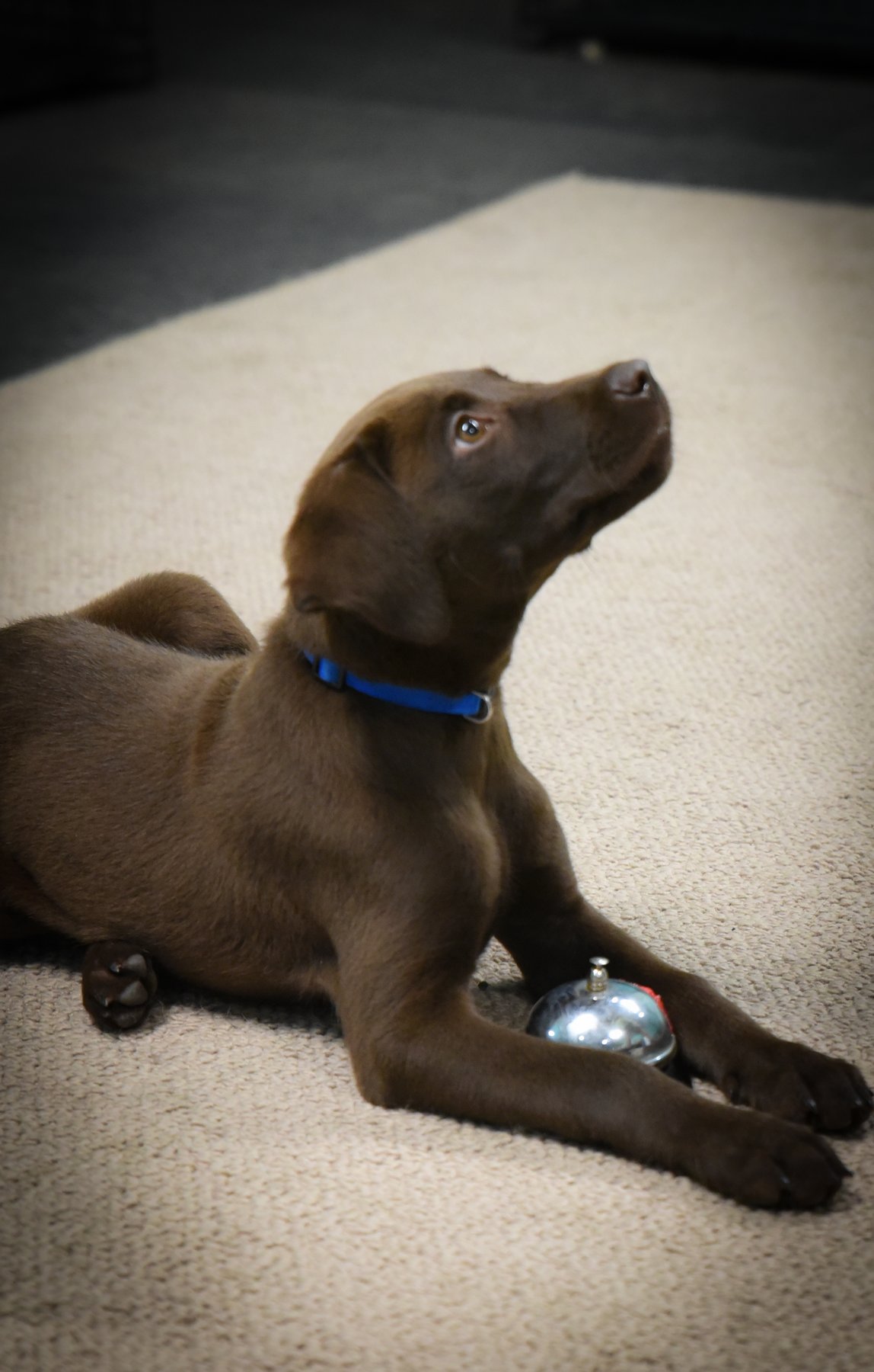 Superstar Service Dogs, LLC