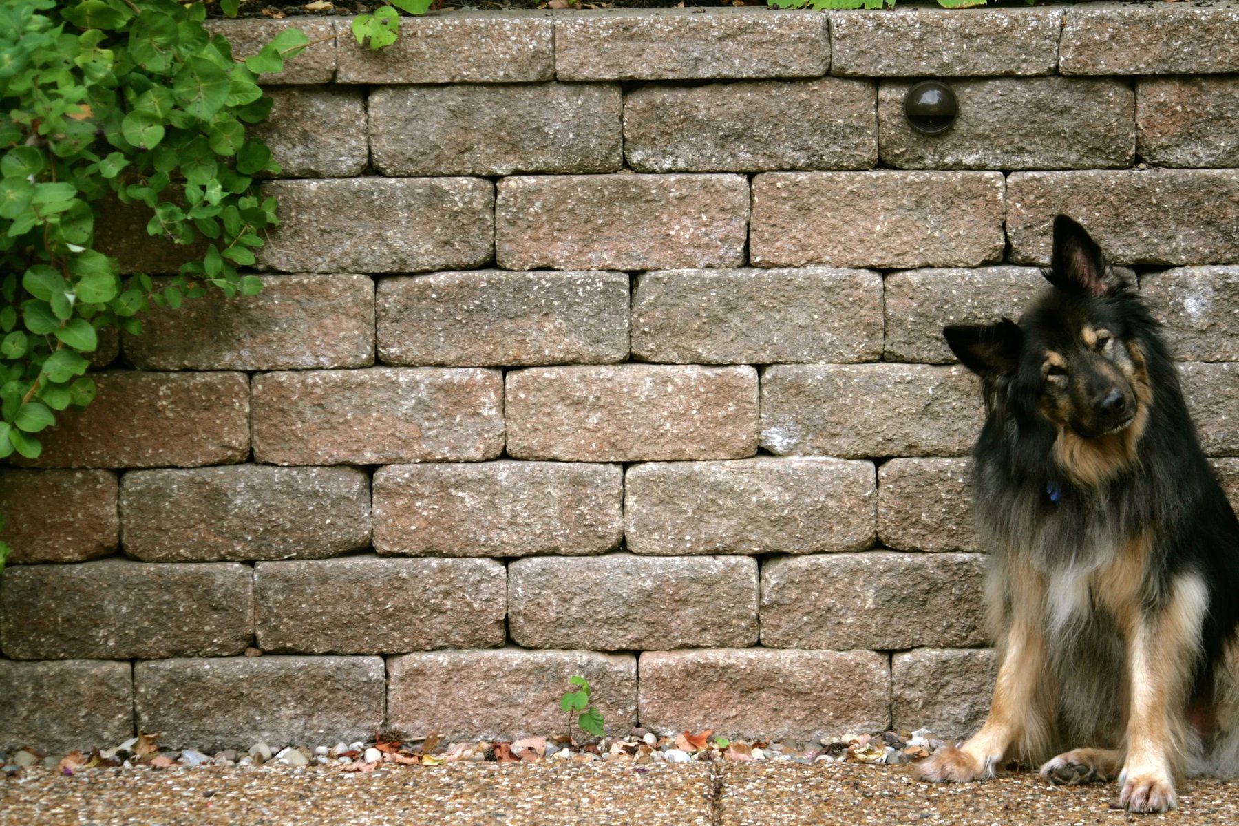 Savvy Dog Training