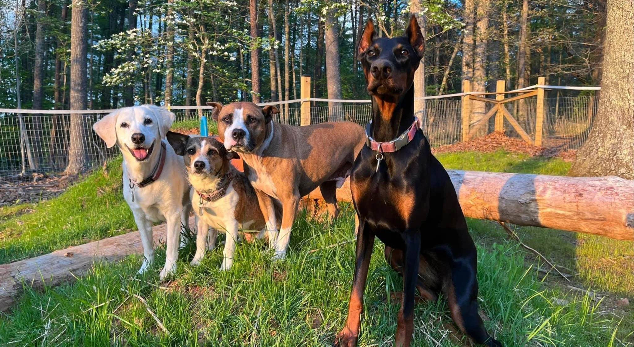 McMillan Animal Behavior