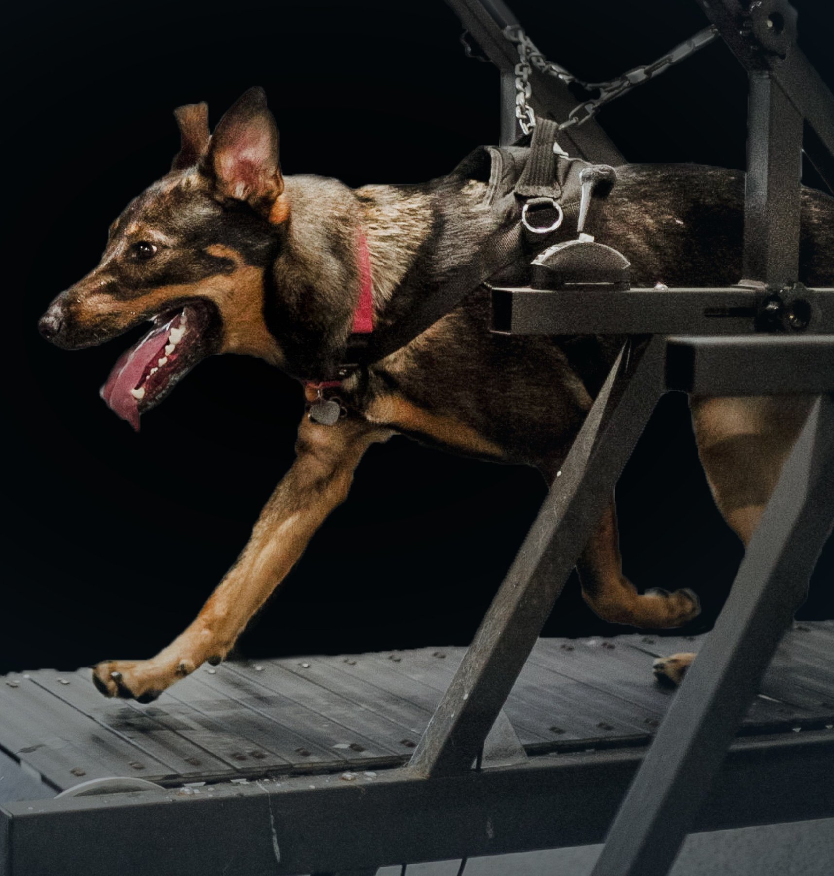 Canine Cardio