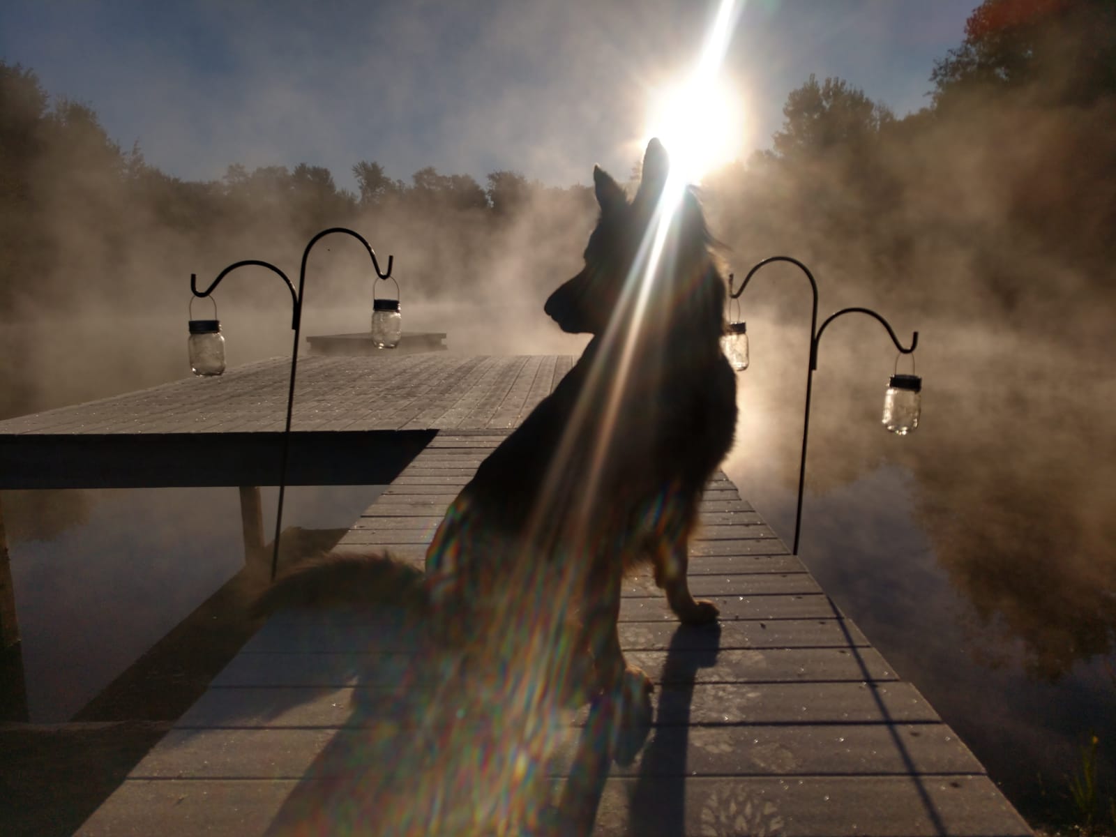 Dog Training | Sola Vagari — dog trainer in Kalamazoo, MI