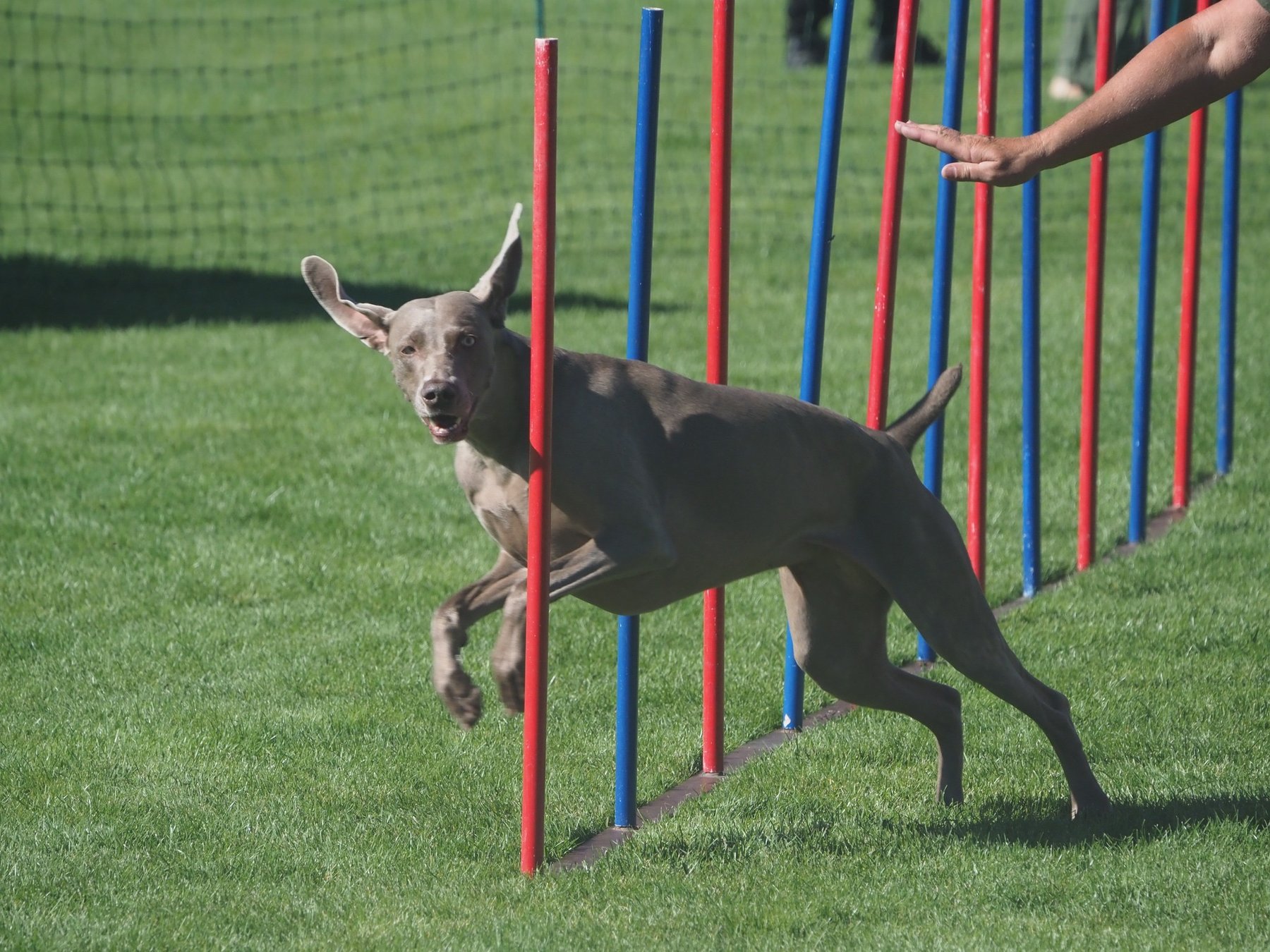 Ranch in the Forest Dog agility