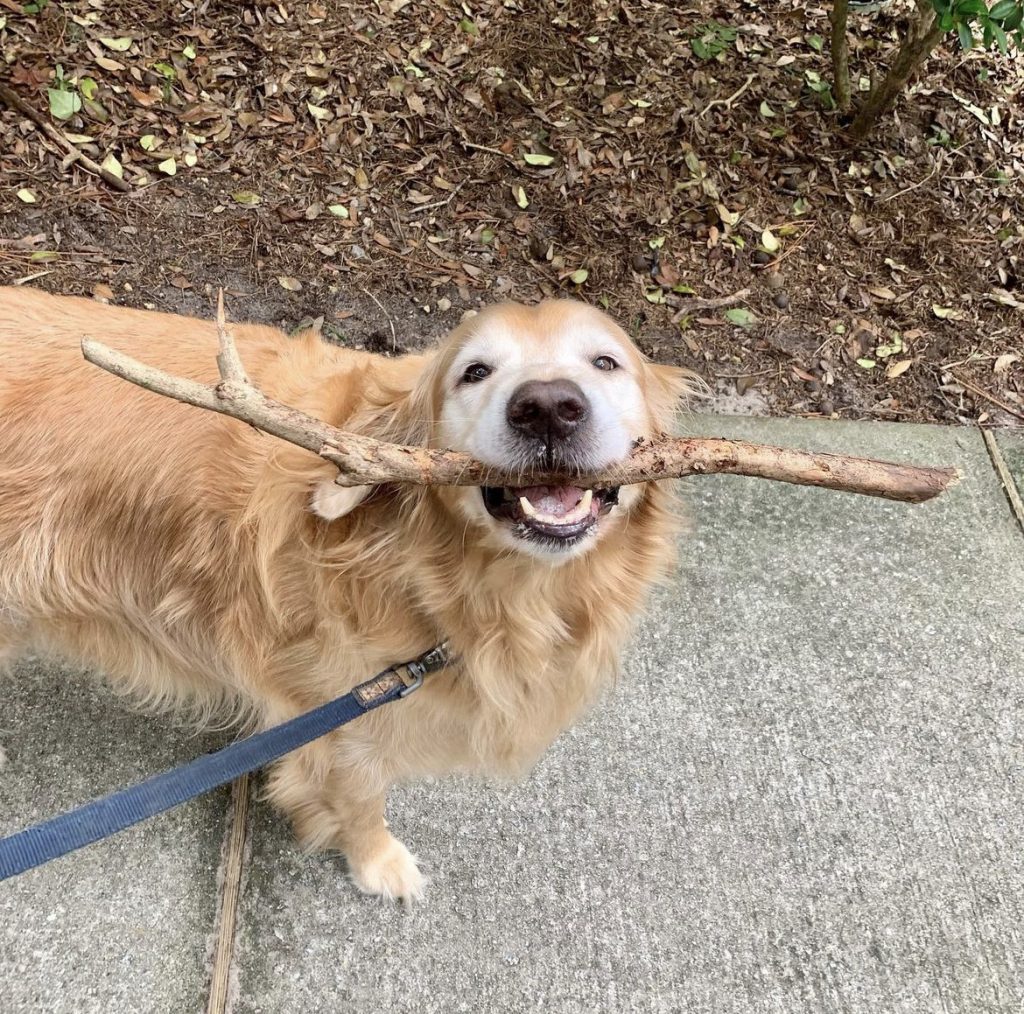 Just a Walk In The Park
