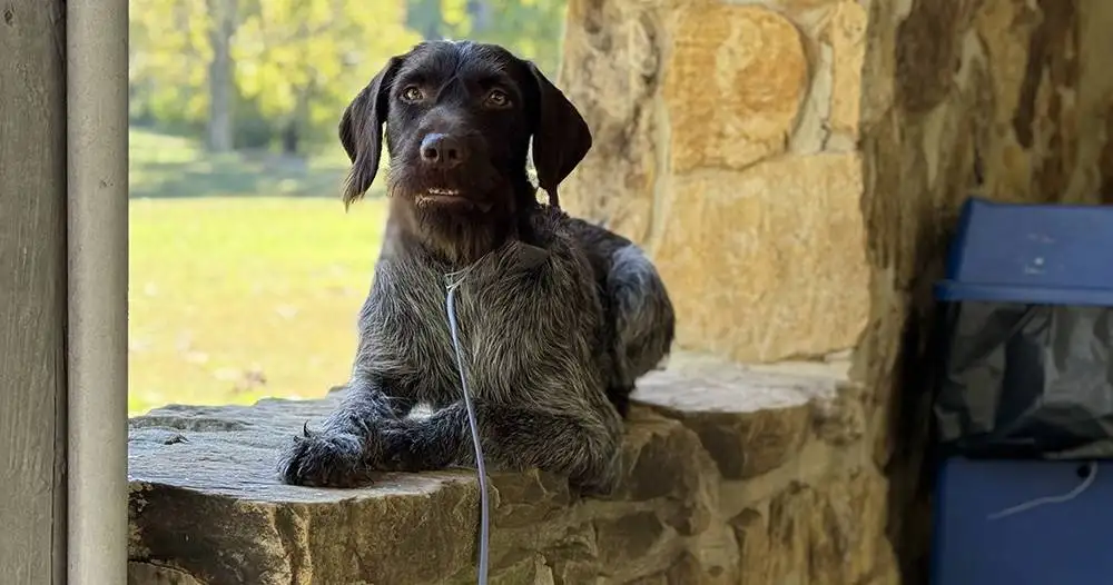 Take Flight Dog Training