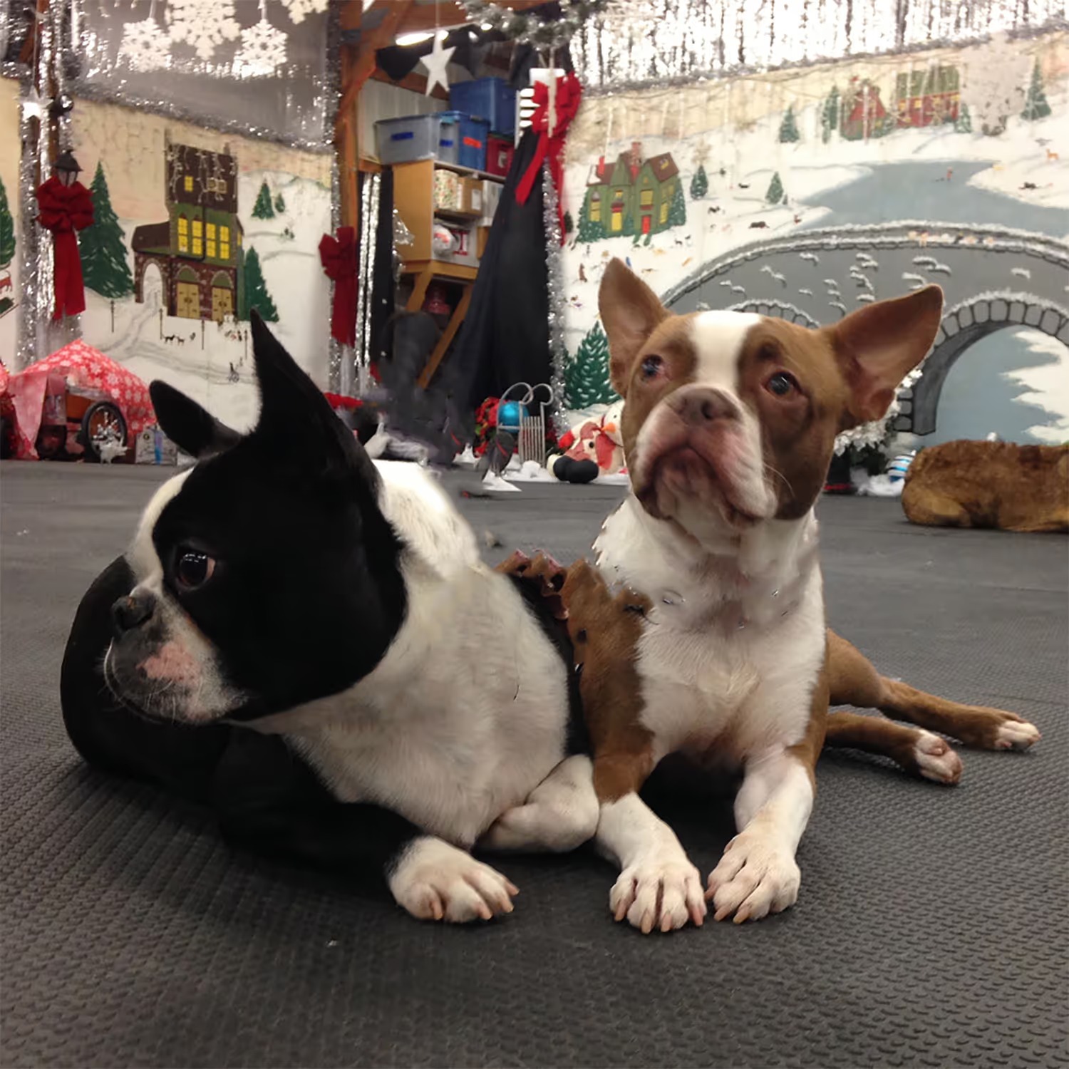 Ann Gafke’s Dogschooling