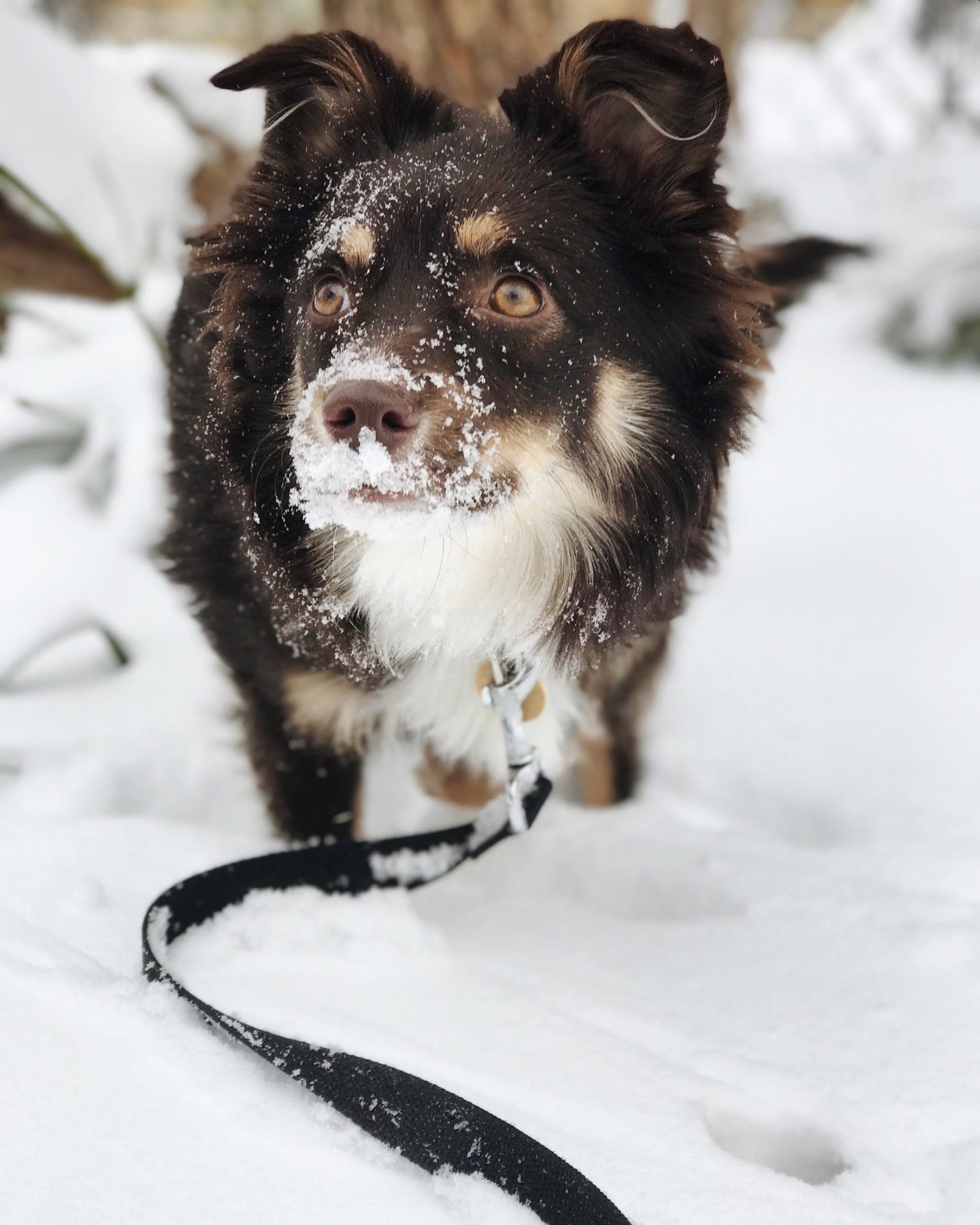 Telltail Dog Training — dog trainer in Little Rock, AR
